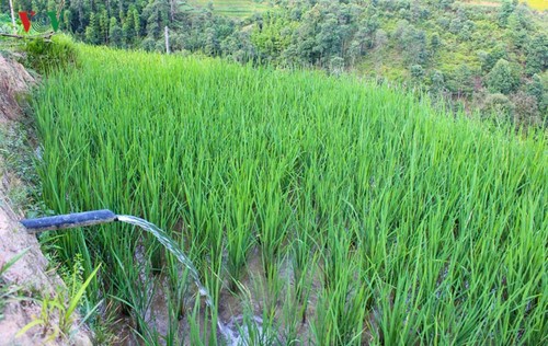 Terraced paddy fields in Tung San Commune - ảnh 4